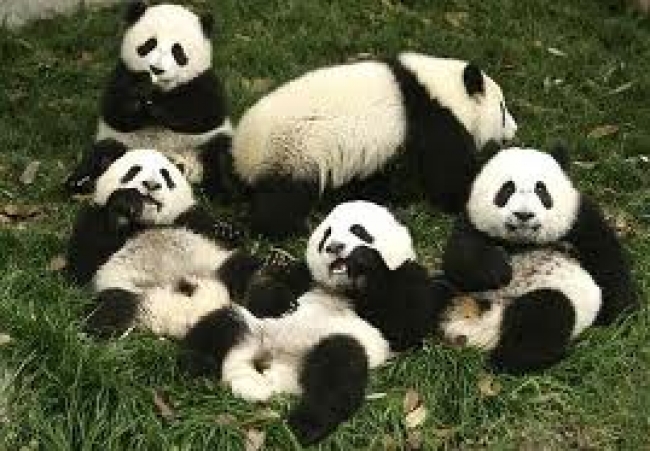 China visitando los osos Pandas